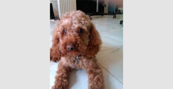 Toilettage de chiens, chats