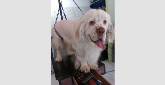 Toutes races de chien