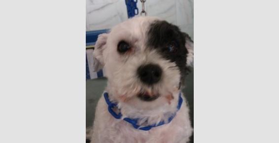 Toilettage Chiens toutes races Celle Saint Cloud