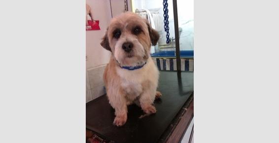 Toutes races de chiens