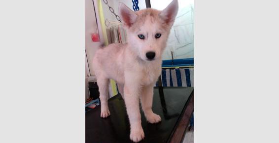 Toilettage de chiens