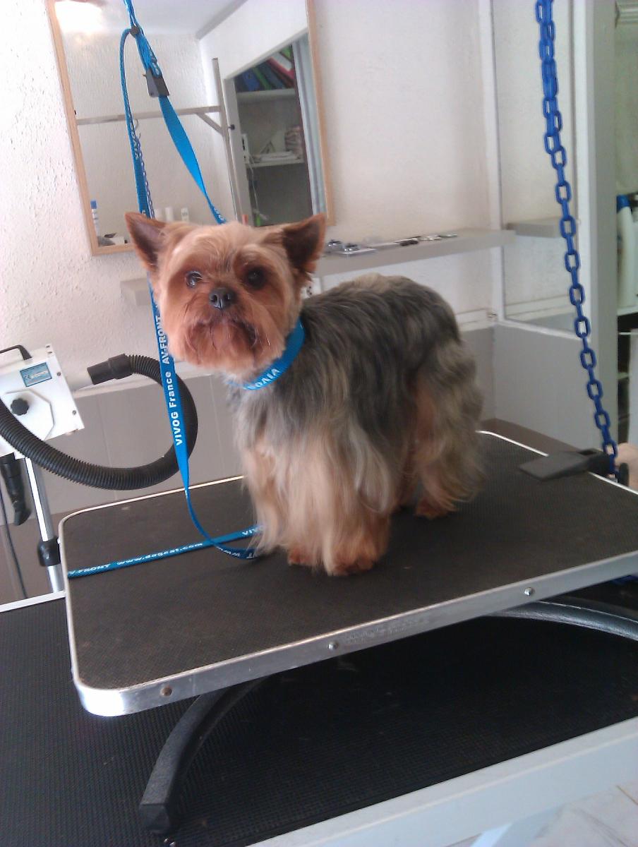 Coupe structurée Profil Canin à La Celle-Saint-Cloud dans les Yvelines (78)