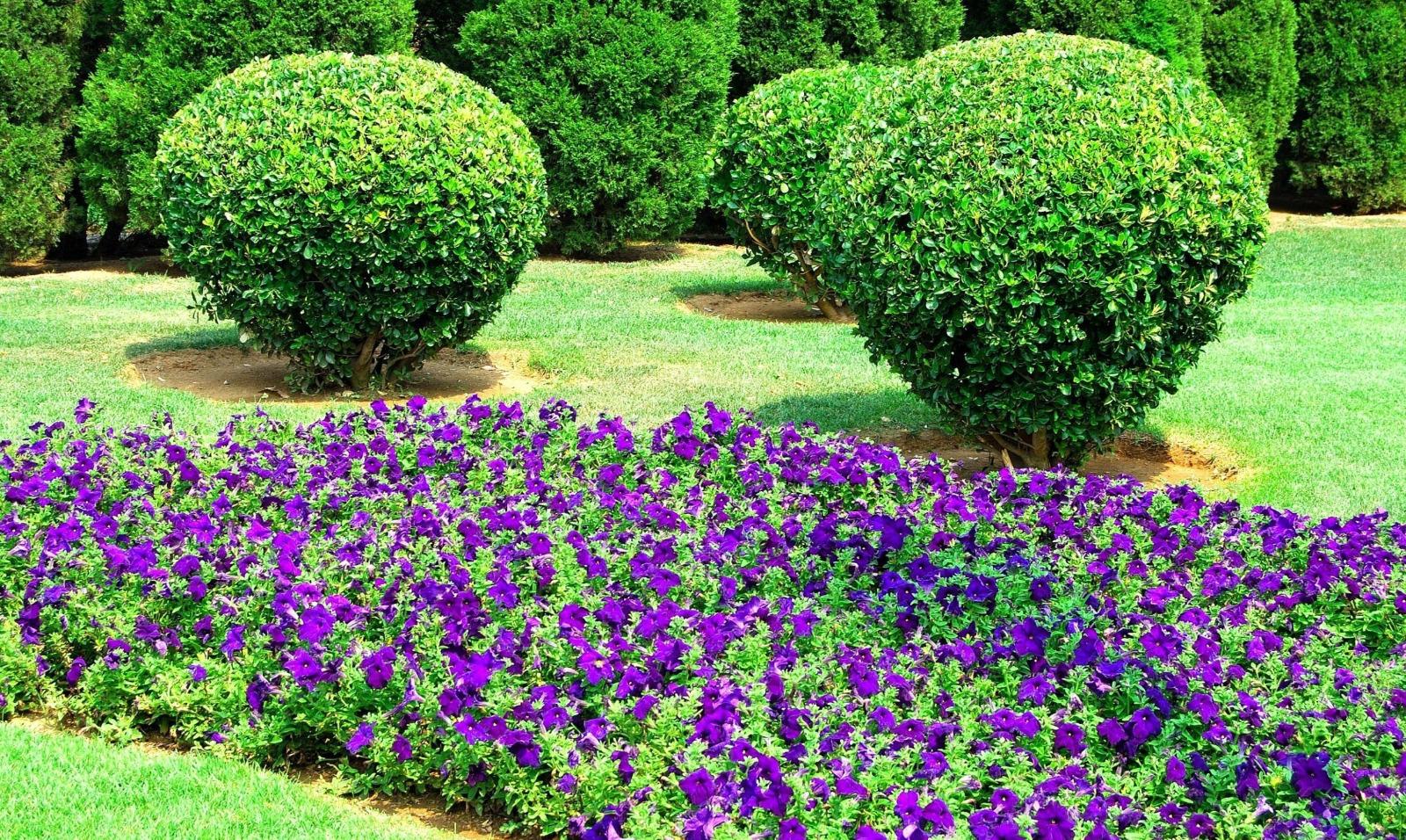 Jardin entretenu et taillé