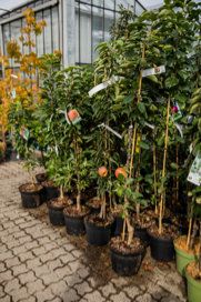 PflanzenCenter Heuver Marl Gärtner und Floristen