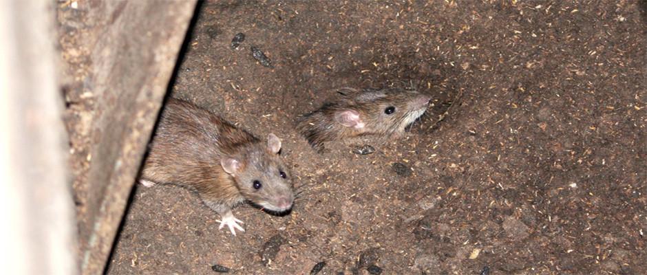 Services Nuisibles Sécurisé à Mâcon - Dératisation