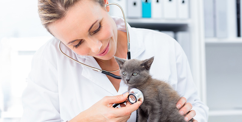 דלקת שתן בחתולים