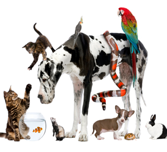 מנוי מרפאה לכל בעל-חיים