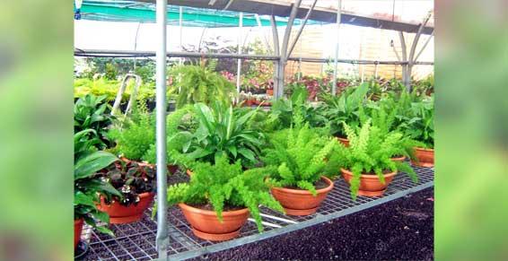 Plantes vertes avec pot décoratif