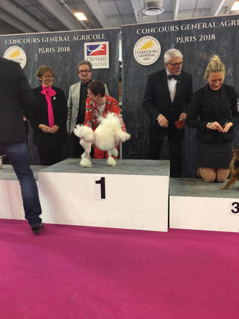 Expositions canines, concours canins autour de Champigneulles