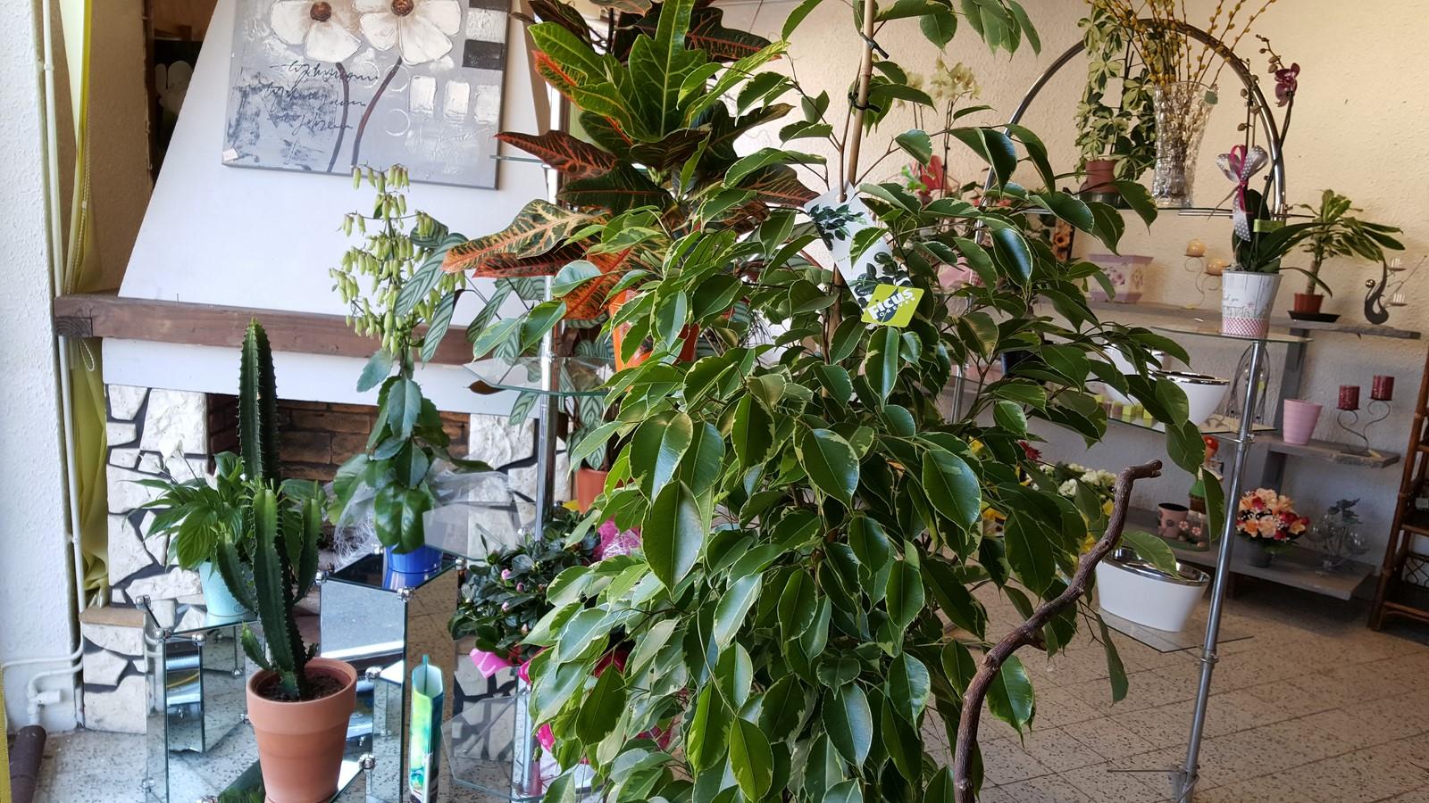 Bouquets32 plantes d'extérieur