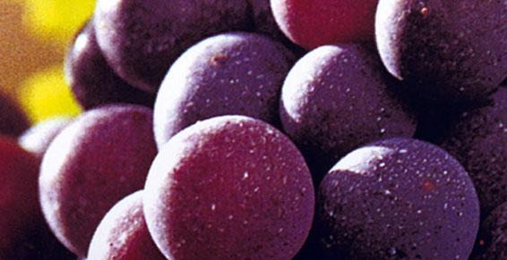 Jules Olivier Distribution producteur recoltant vente vins caviste