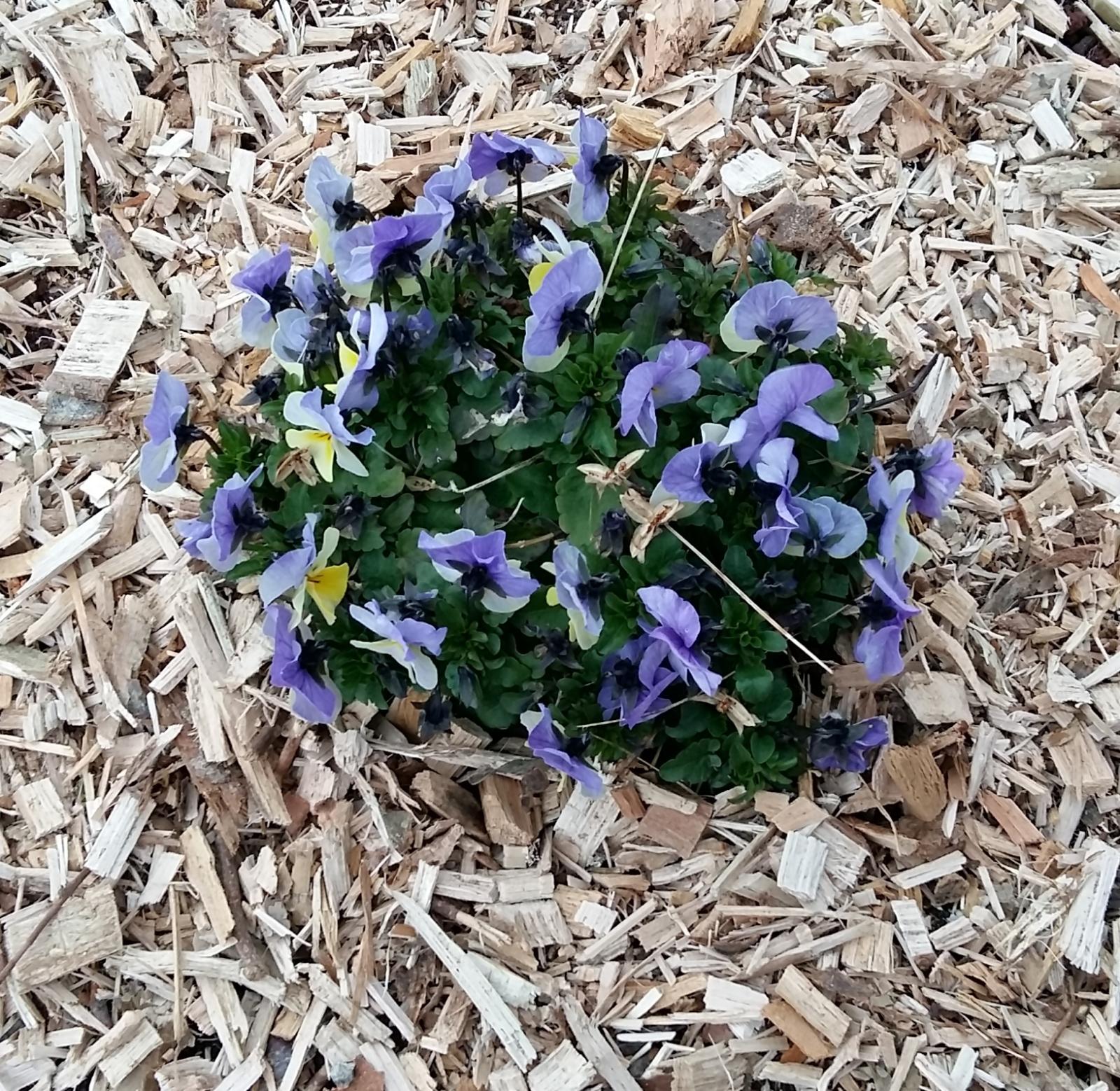Paillage avec plaquette forestière