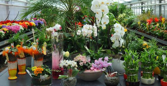 Grand choix de plantes vertes et fleuries - Saint-Etienne