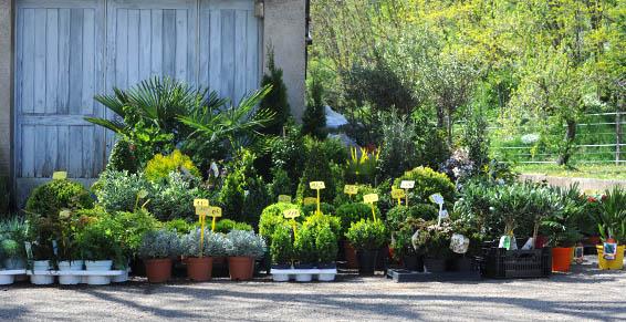 Plantes vivaces d'extérieures