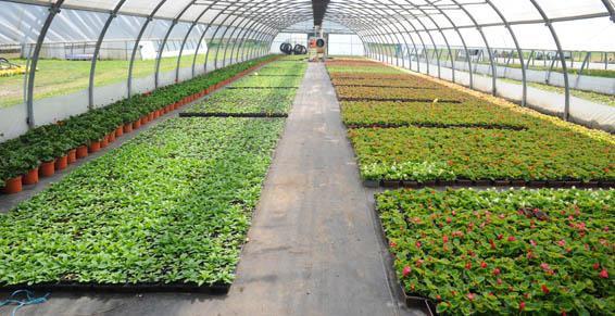 Productions plantes à massif