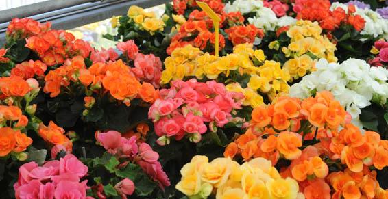 Bégonias éliotors - Saint-Etienne