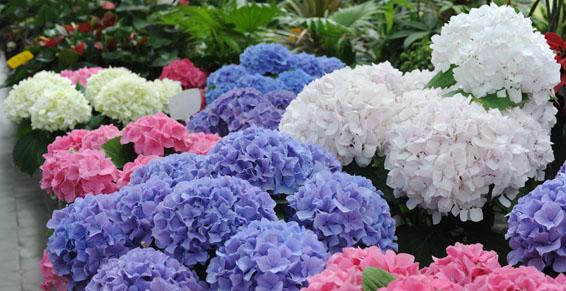 Hortensias cultivés dans nos serres