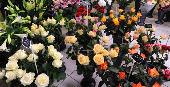 Large choix de variétés de roses