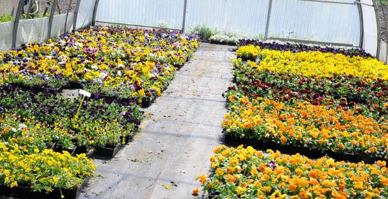 Automne: pensées, chrysanthèmes et producteur de sapins de noël