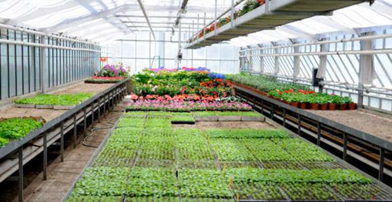 Semis de plantes à massif