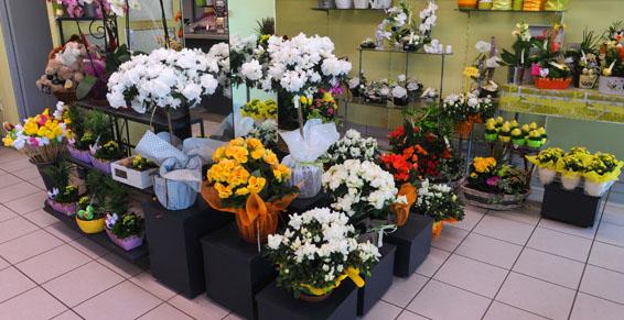 D'octobre à mai, grand choix d'azalées intérieures et extérieures