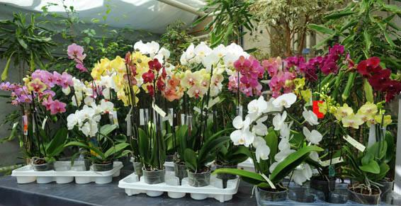 Grand choix d'orchidées