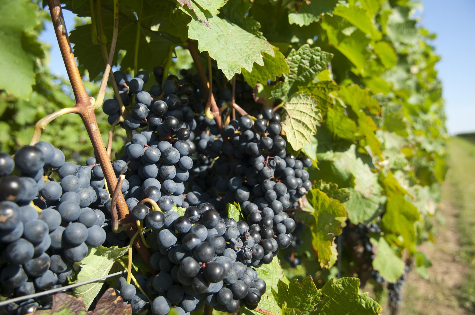 Pépiniériste viticole