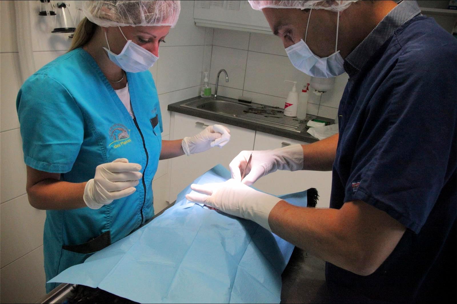 Consultations pour les animaux de compagnie à Branges en