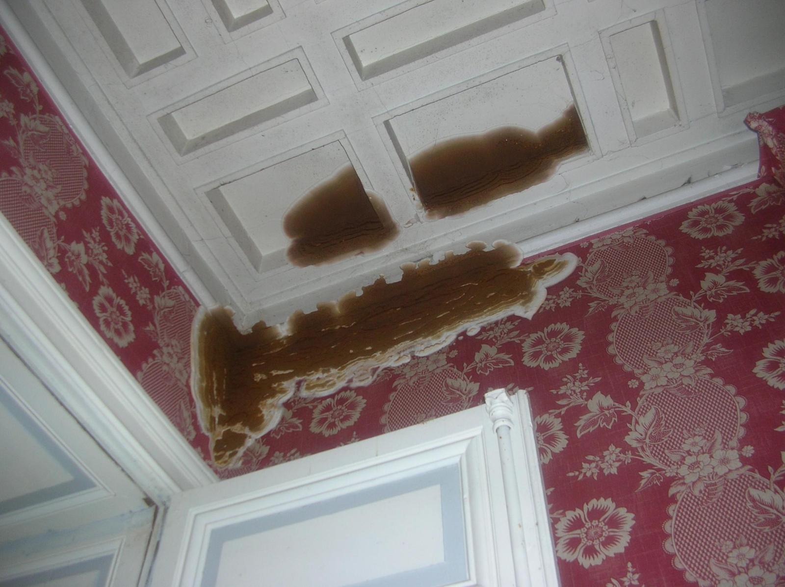 Fructification de mérule