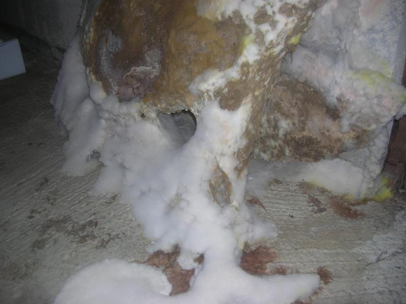 Mycélium de mérule