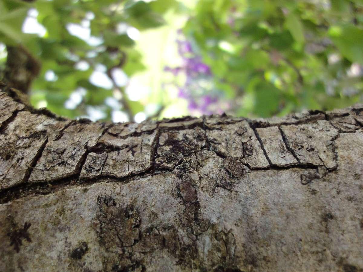 Hêtre Nature à Rosporden (29), vous propose un devis gratuit pour vos