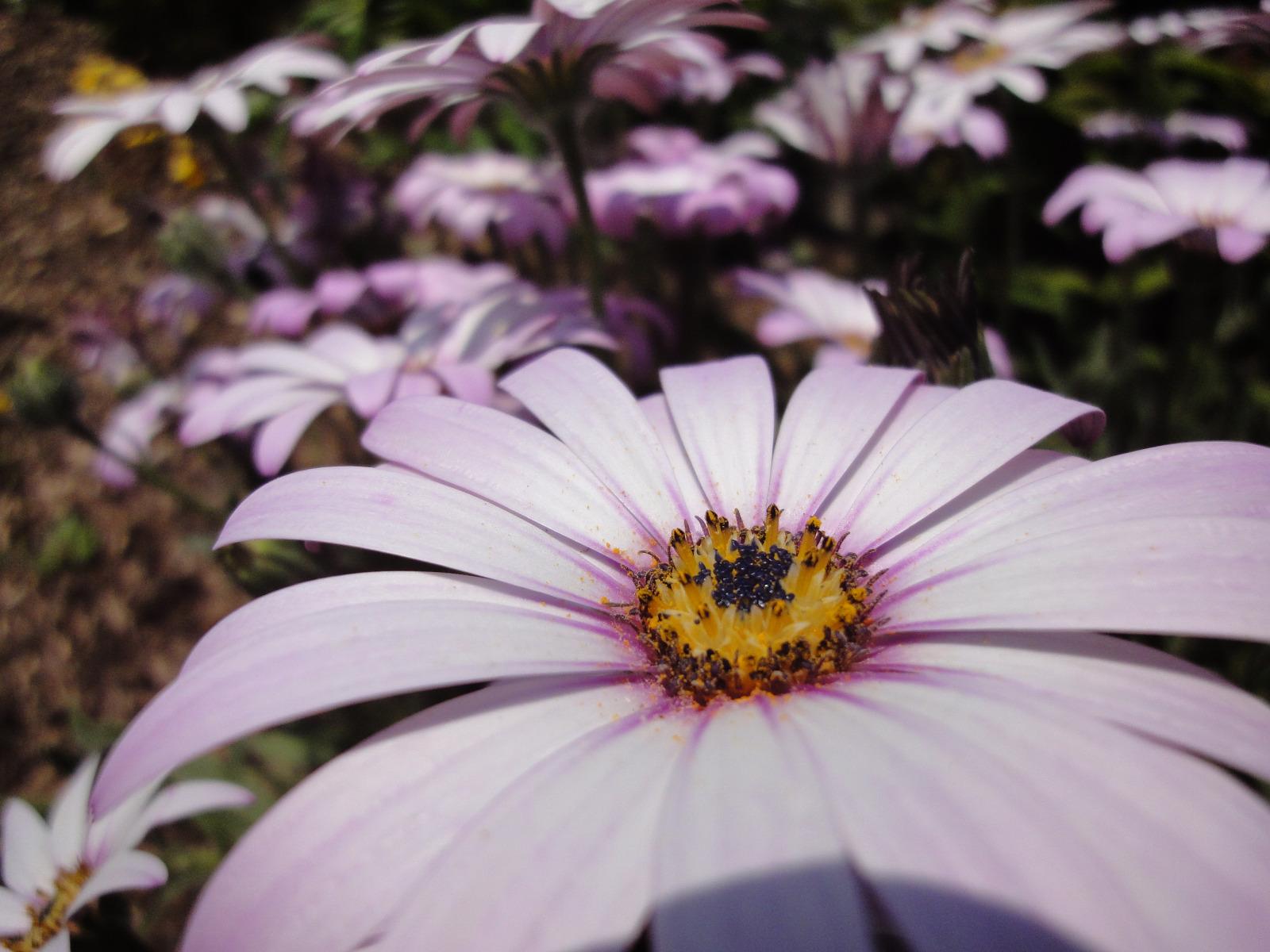 Diplôme d'élagage (certificat de spécialisation élagage et soin des arbres)