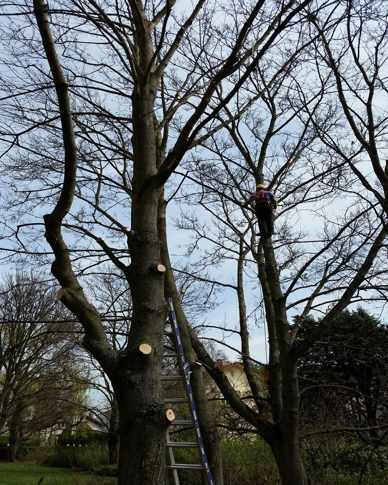 Espaces verts élagage