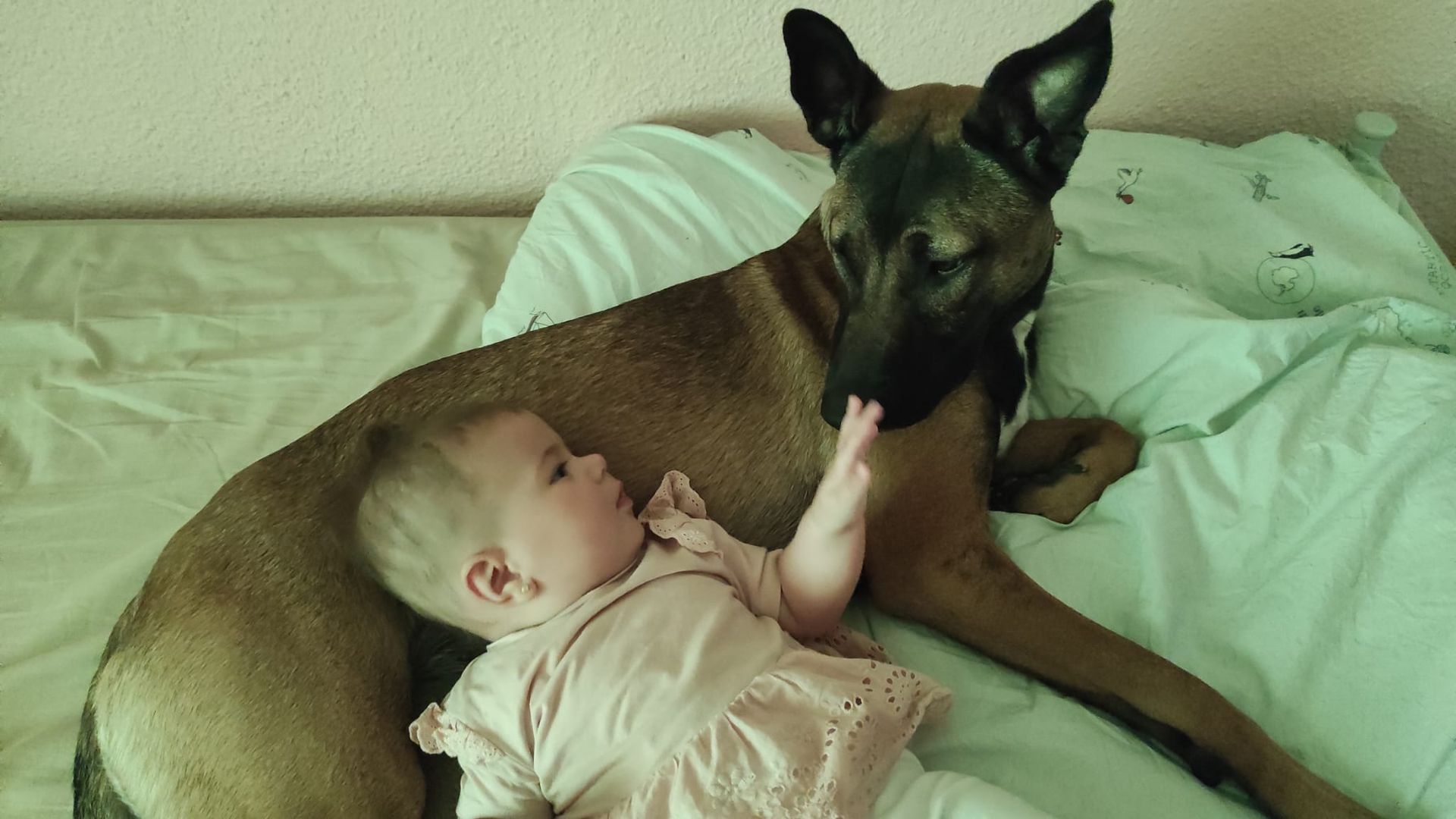 Realistic stock image of dog training session