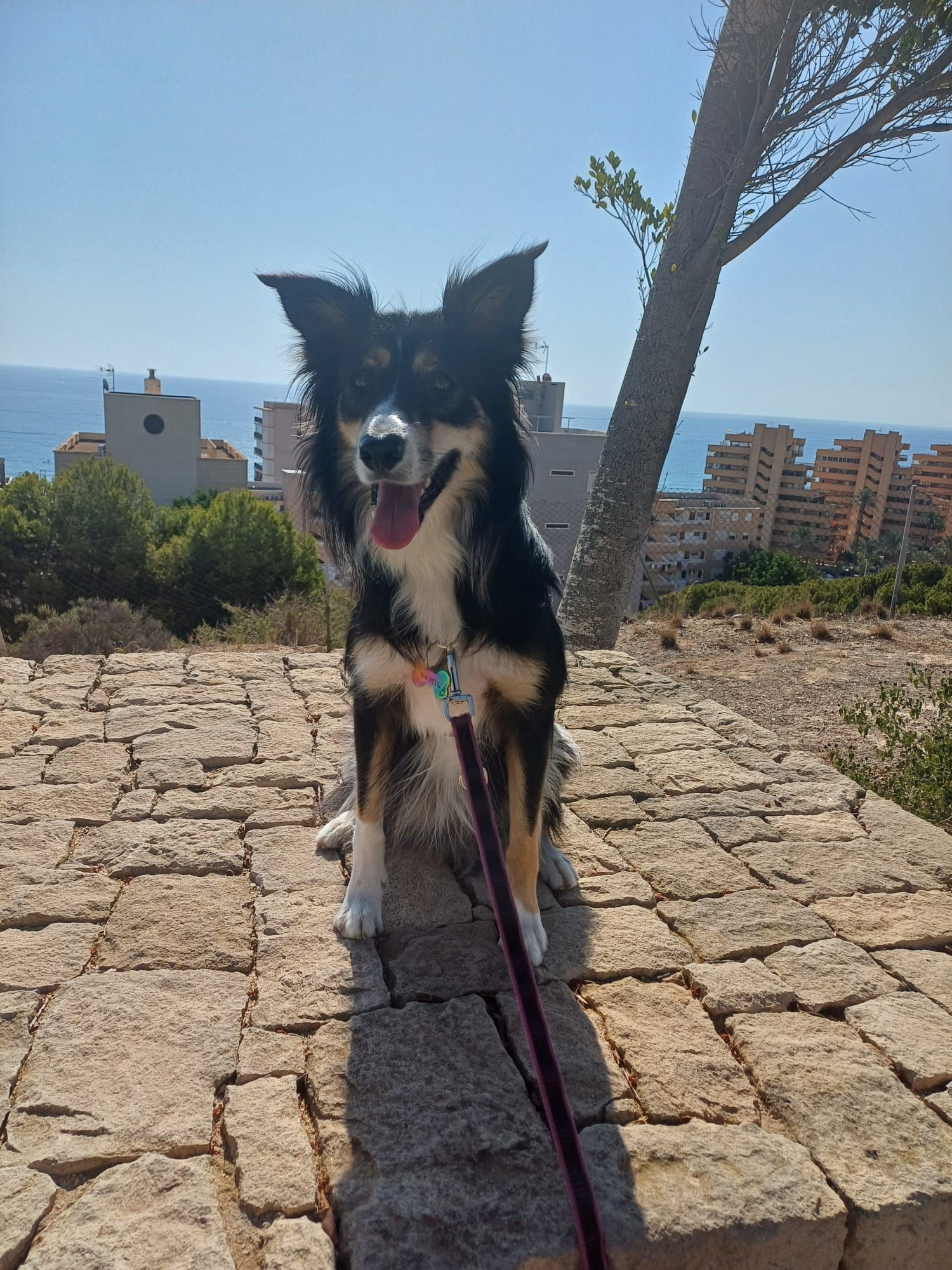 Realistic stock image of dog training session