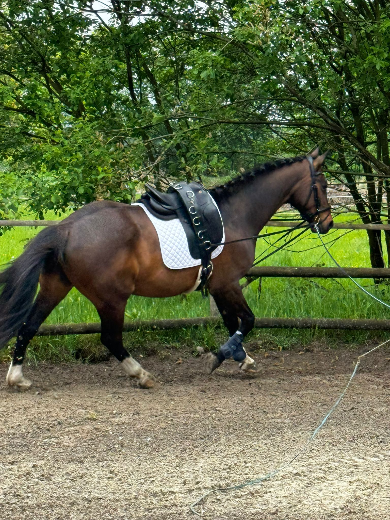 Reitabzeichen G tersloh Anika Laubner reitabzeichen-g-tersloh-anika-laubner