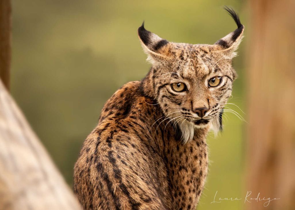 Un primer plano de un lince con cuernos mirando a la cámara.