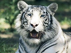 Tierpark