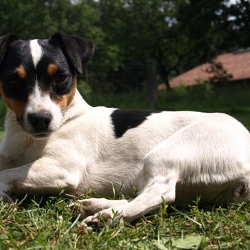 Hund