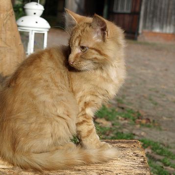 Katze