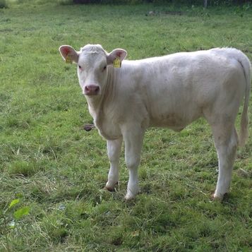 Kalb
