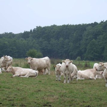 Charolais