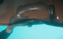 Dos manos sosteniendo un objeto curvo, oscuro y alargado sobre una superficie azul brillante.