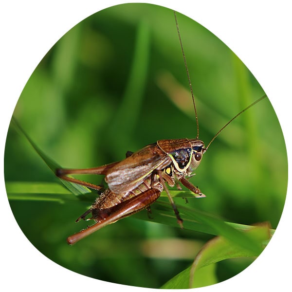 הדברת חרקים