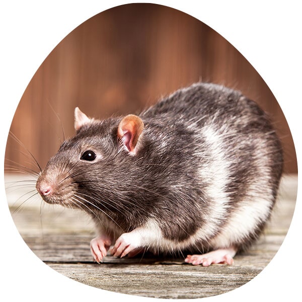 הדברת מכרסמים