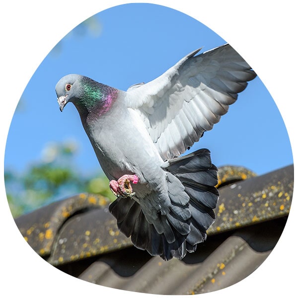 הרחקת יונים