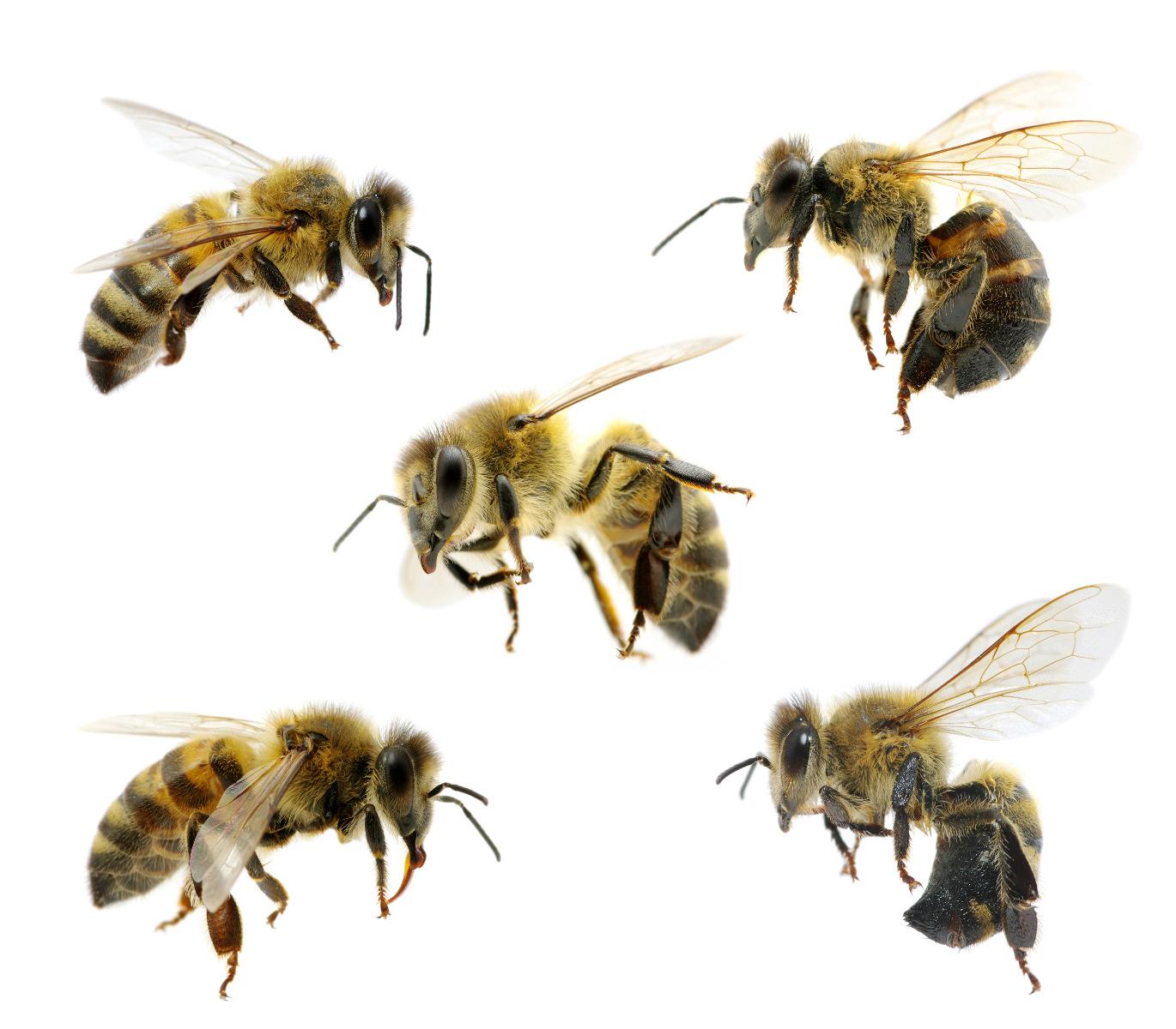 Entreprise de désinsectisation à Liffré