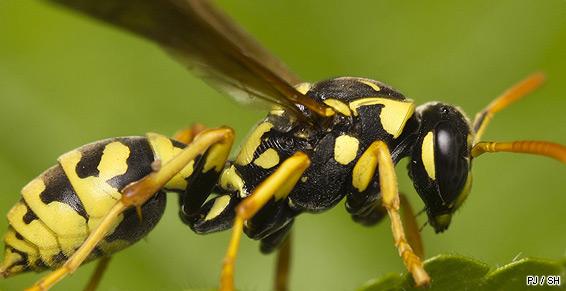 Destruction des nids de guêpes