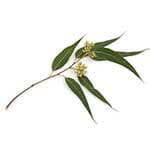 ΕΥΚΑΛΥΠΤΟΣ