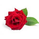 ΤΡΙΑΝΤΑΦΥΛΛΟ